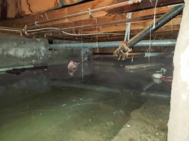 Best Carpet water damage restoration  in Osage, IA
